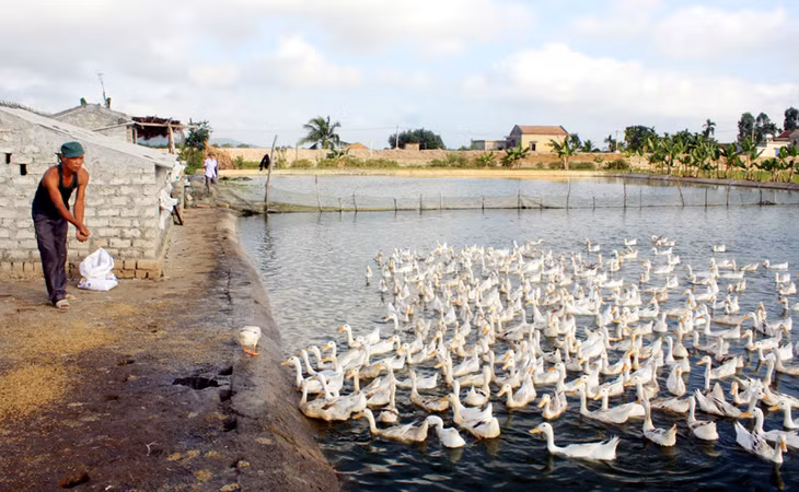 Mô hình chăn nuôi tổng hợp của gia đình ông Bùi Công Ích (thôn 1, xã Điền Công) cho hiệu quả kinh tế cao.