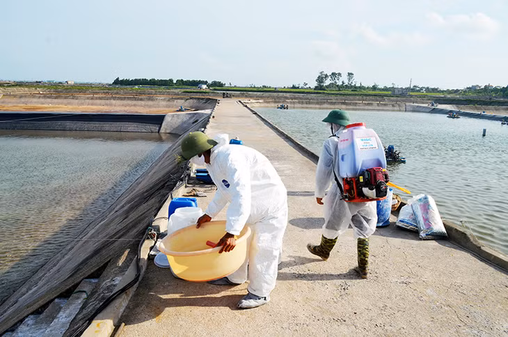 Xử lý hoá chất dập dịch tôm nuôi tại phường Hải Hoà, TP Móng Cái.