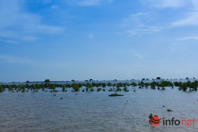 Cây ngập mặn lô nhô trên mặt nước.