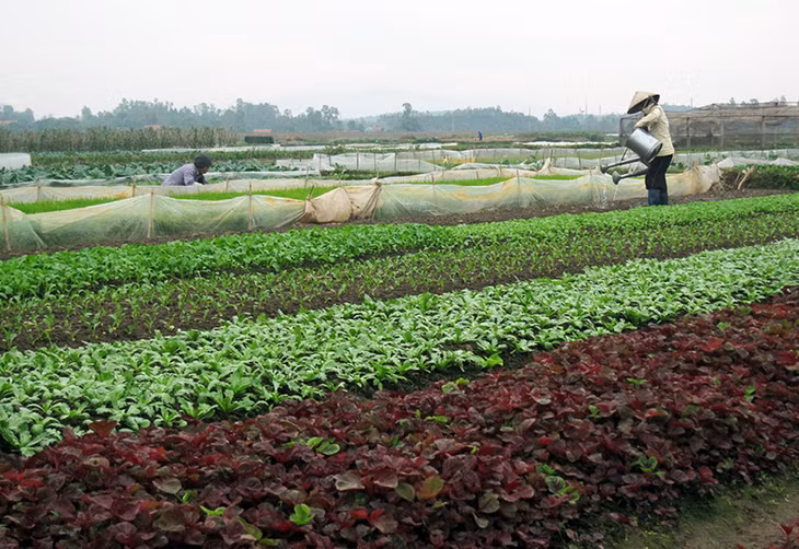 Sản xuất rau an toàn tại xã Tiền An (TX Quảng Yên).