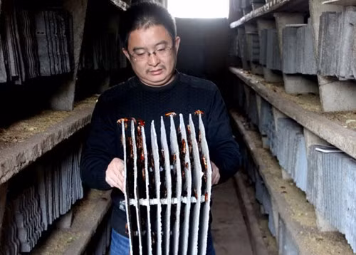 Ông Wang Fuming đang bê một khay nuôi gián trong trang trại của ông tại Tế Nam, tỉnh Sơn Đông, Trung Quốc.