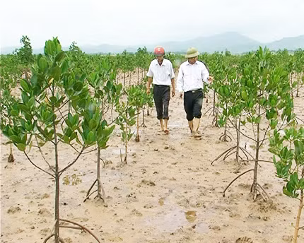 Nhờ những nỗ lực của người dân và chính quyền, rừng ngập mặn ở Đồng Rui đang từng bước được khôi phục. (Ảnh minh họa Internet)