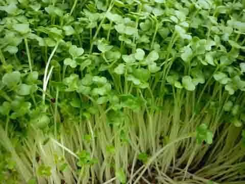 Rau mầm sử dụng thuốc kích thích sẽ mất nước nhanh trong điều kiện khô hoặc nhiệt độ thay đổi.