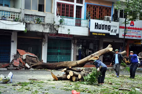 Cây lớn bật gốc đổ trên đường Lê Thánh Tông, phường Bạch Đằng.