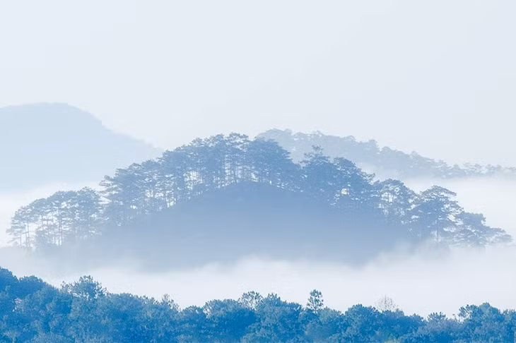 Một góc rừng Bidoup (ảnh: Ngô Đình Hoàng). 