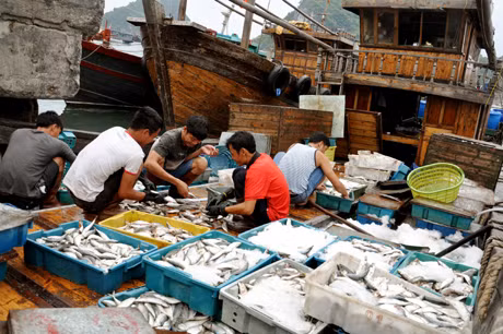 Bà con ngư dân ở Vân Đồn phân loại thuỷ sản sau một chuyến đánh bắt. Ảnh: THU NGUYÊN