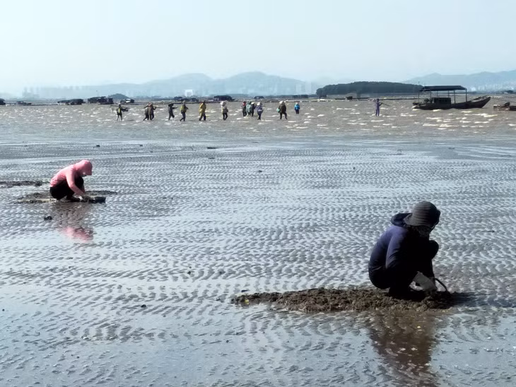 Với giá bán bình quân từ 80-100 nghìn đồng, mỗi ngày một người cào ngao có thể kiếm được vài trăm nghìn đồng.