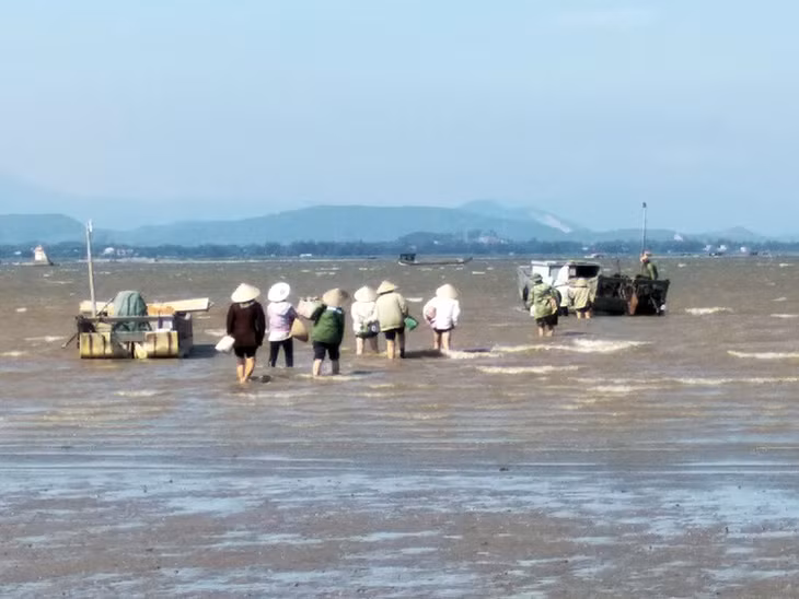 Không chỉ khai thác trên các bãi ven bờ, người dân còn lên thuyền đi ra khai thác ngoài các cồn cát phía xa.