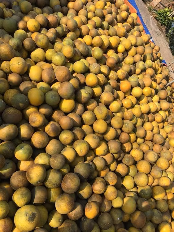 Bưởi Diễn trái thường nhỏ nhưng vỏ quả có màu vàng đẹp, vỏ nhẵn.