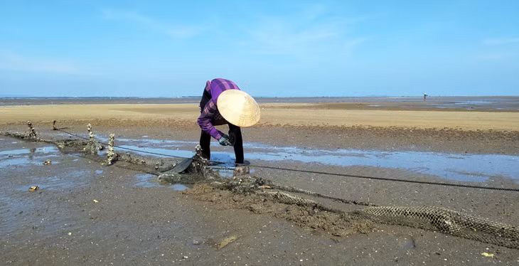 Cùng với việc quy hoạch, phát triển mạnh nuôi trồng thủy sản, TP Móng Cái cũng dành nhiều khu vực bãi triều để người dân khai thác tự nhiên.