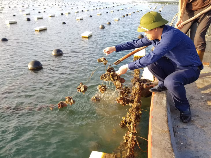 Lãnh đạo Chi cục Thủy sản, Sở NN&PTNT, kiểm tra tình hình nuôi trồng thủy sản của người dân tại Vân Đồn.