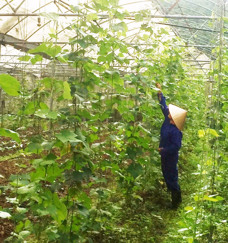 Ứng dụng KHCN xây dựng mô hình sản xuất rau an toàn theo hướng VietGAP tại Công ty CP Khai thác khoáng sản Thiên Thuận Tường.