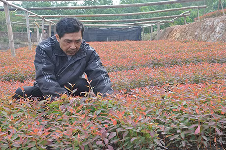 Ông Trần Bá Báu, chăm sóc vườn ươm giống bạch đàn đỏ của gia đình.