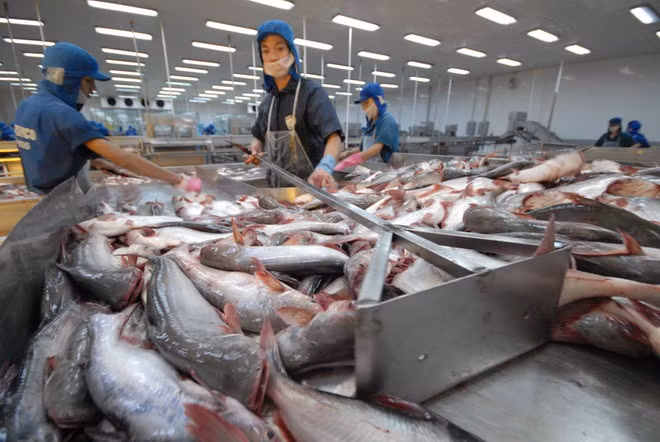 Cá tra xuất khẩu sang Trung Quốc - Hồng Kông trong tháng 11 giảm gần 30%.