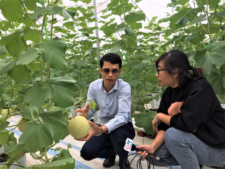 Anh Nguyễn Hữu Nhượng, Giám đốc Công ty CP Thương mại và Xây dựng Đầm Hà (xã Quảng Tân, huyện Đầm Hà) giới thiệu về mô hình trồng dưa lưới theo công nghệ Israel. 