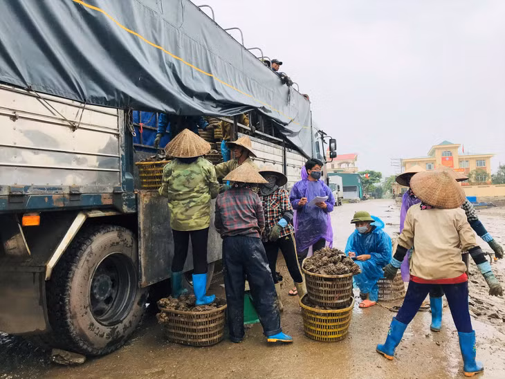 Thu mua hàu tại TX Quảng Yên. 