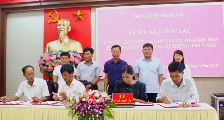 Móng Cái ký kết hợp tác chuỗi liên kết sản xuất- chế biến - tiêu thụ sản phẩm NTTS