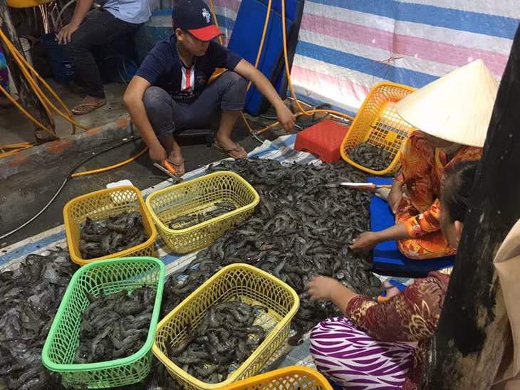 Cơ quan chức năng phát hiện cơ sở bơm tạp chất vào tôm nguyên liệu tại Kiên Giang. (Ảnh: Cục QLTT Kiên Giang)