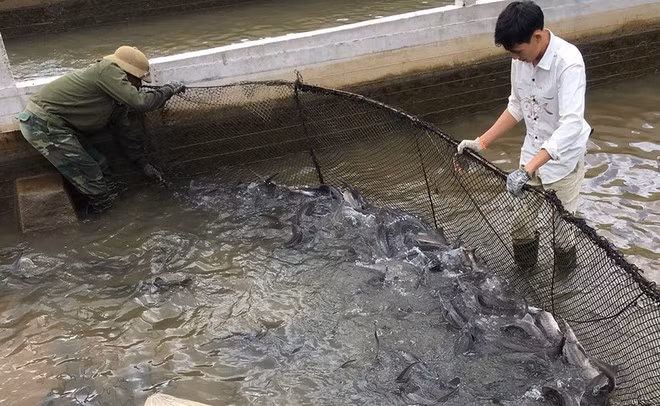 Người nuôi cá tầm ở Lâm Đồng đang gặp khó.