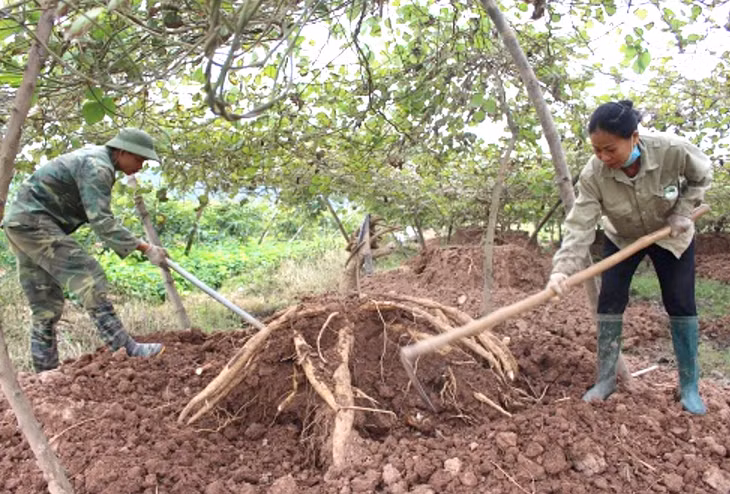 Người dân xã Hồng Phong thu hoạch củ sắn dây. 