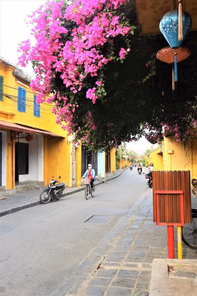 Những giàn hoa giấy tại Hội An đang dần 