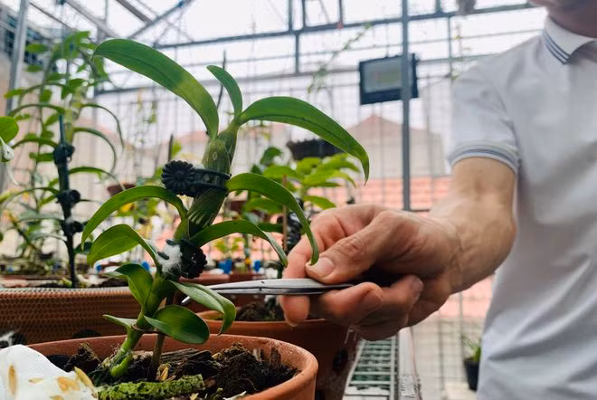 Giống lan phi điệp 5 cánh trắng Phú Thọ được rao bán giá tiền tỉ.