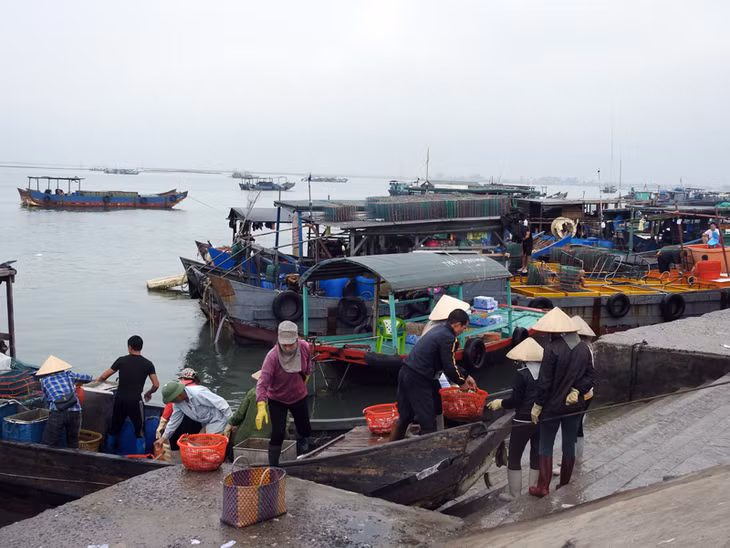 Thu mua thủy sản tại bến Mũi Ngọc, phường Bình Ngọc.