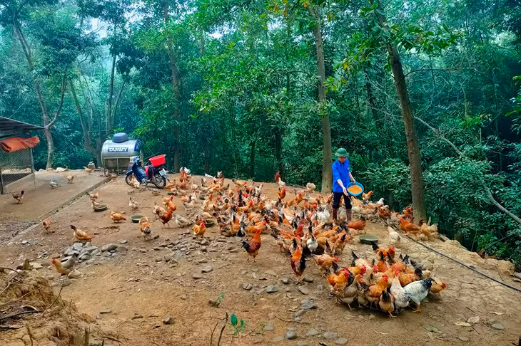 Anh Trần Đăng Hạnh, Phó Bí thư Đoàn Thanh niên xã Phong Dụ, huyện Tiên Yên phát triển mô hình chăn nuôi gà quy mô gia đình.