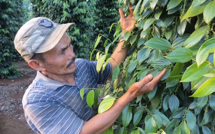 Người nông dân ở Đắk Lắk phấn khởi vì giá tiêu tăng cao.