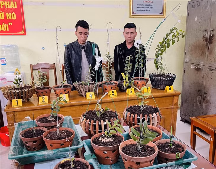 Hai đối tượng trộm lan đột biến bị bắt giữ tại cơ quan điều tra. Ảnh: CATH
