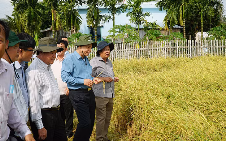 Lãnh đạo Bộ Nông nghiệp và Phát triển nông thôn thăm vùng trồng lúa thơm ST25 của tỉnh Sóc Trăng. 