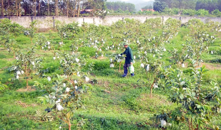 CCB Vũ Văn Xuyên là điểm sáng làm kinh tế giỏi của Hội CCB địa phương.