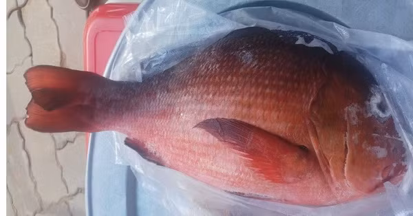 Cá hồng gây ngộ độc ở Xuyên Mộc.