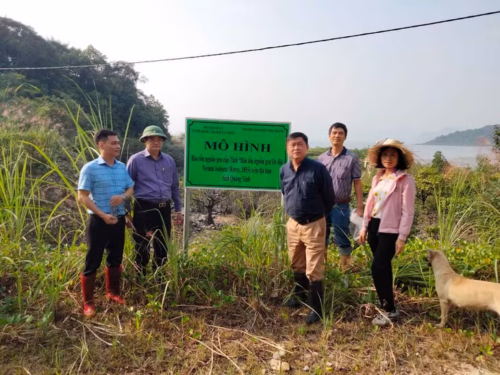Mô hình bảo tồn nguồn gen ốc đĩa tại Vườn Quốc gia Bái Tử Long.