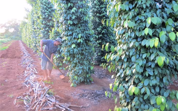 Hồ tiêu, một trong những cây trồng chủ lực ở Đắk Lắk và các tỉnh Tây Nguyên.