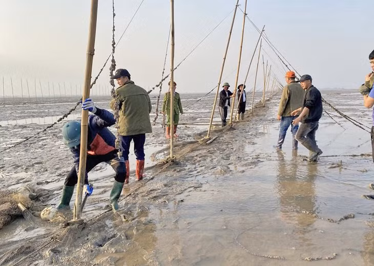 Các hộ ngư dân tại xã Quảng Minh (huyện Hải Hà) đã tự nguyện tháo dỡ đăng đáy, lưới vây và cọc tre tại bãi triều. Ảnh: Thái Hà (CTV)