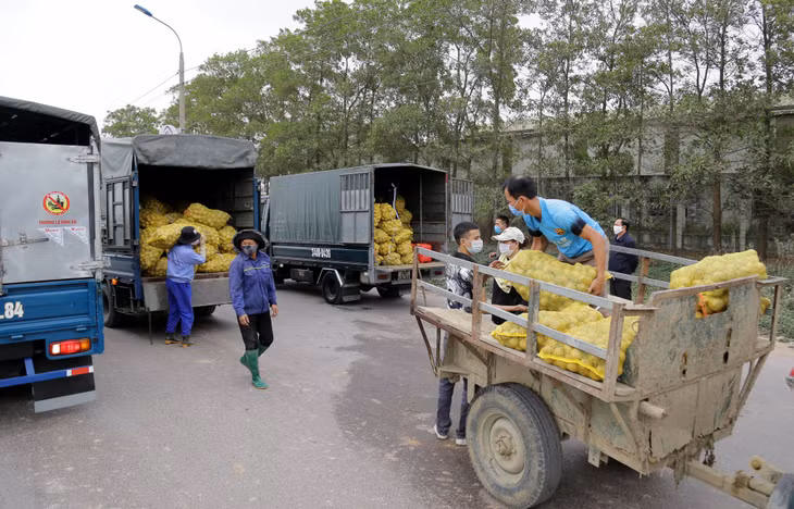 Ngay trong đợt đầu tiên triển khai thực hiện, đã có 17 tần khoai tây vừa đến kỳ thu hoạch của nông dân Bình Dương được hỗ trợ kết nối tiêu thụ.