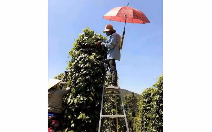 Nông dân Đắk Lắk thu hoạch tiêu.