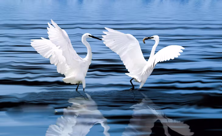 Vũ điệu cuộc sống.
