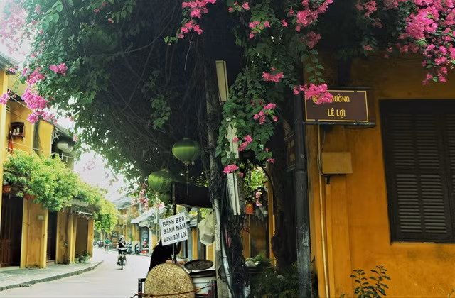 Hầu hết các giàn hoa giấy đều khôi phục vẻ đẹp vốn có, một số giàn bị hư hại nặng cũng đã ra nhánh mới, dù không giữ nguyên hình dáng cũ nhưng vẫn 
