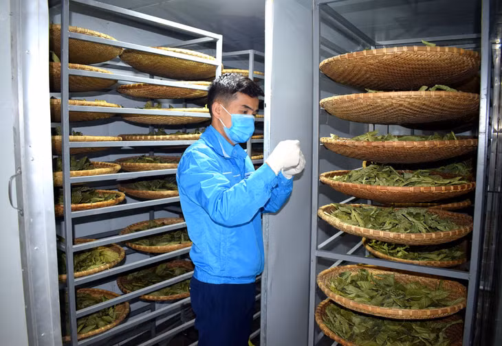 Lê Minh Đạt là thanh niên tiêu biểu về phát triển kinh tế ở Ba Chẽ, hiện anh là Giám đốc HTX Trà hoa vàng Ba Chẽ