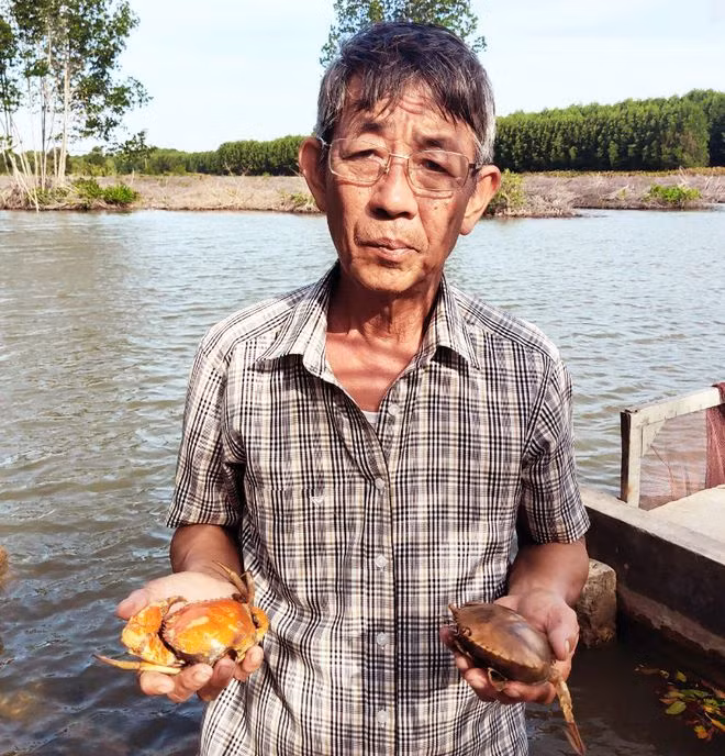 Ông Trương Thanh Nhân (ngụ ấp Tân Tiến, xã Tân Ân Tây, H.Ngọc Hiển) lo lắng về tình trạng cua chết trong vuông nhà.