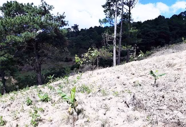 Một vụ lấn chiếm đất rừng để trồng cây nông nghiệp ở Đức Trọng