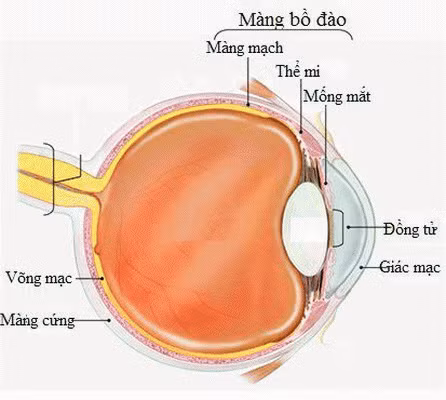 Viêm màng bồ đào có thể gây ảnh hưởng đến thủy tinh thể, võng mạc, các dây thần kinh thị giác.