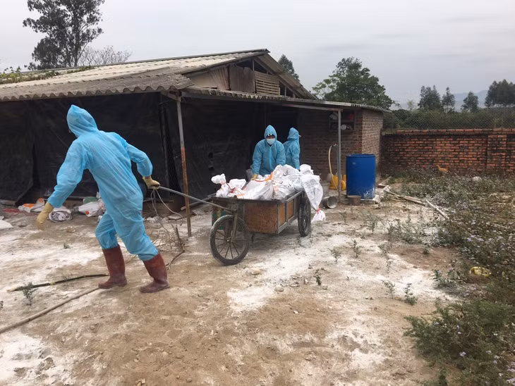Khoanh vùng khống chế dịch cúm gia cầm H5N6 tại Hải Hà vào tháng 1/2021. Ảnh: Hoàng Nga.