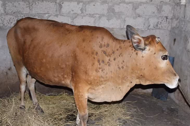 Bệnh viêm da nổi cục trên Bò 