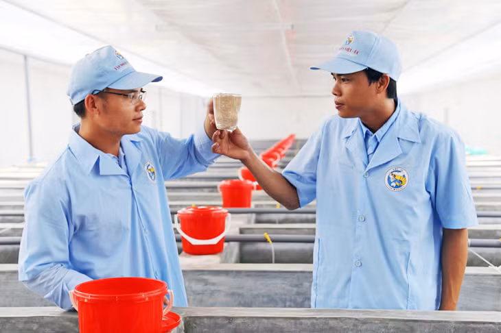 Kỹ sư Tập đoàn Việt - Úc kiểm tra chất lượng tôm giống tại khu sản xuất tôm giống xã Tân Lập (huyện Đầm Hà), tháng 12/2019. Ảnh: Thanh Tùng