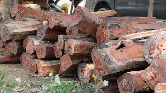 Gỗ lậu của Phượng “râu” bị Công an bắt giữ đang tạm giữ tại Hạt Kiểm lâm huyện Cư Giút, tỉnh Đác Nông, chờ xử lý.