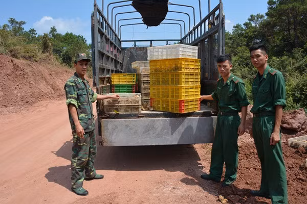 Cơ quan chức năng tiêu huỷ số gà con giống không rõ nguồn gốc.