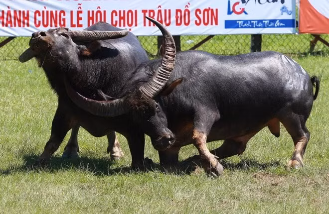 Bộ VH,TT&DL khẳng định, việc bán vé tại lễ hội truyền thống chọi trâu Đồ Sơn là trái với quy định của pháp luật. (Ảnh minh họa: TTXVN)